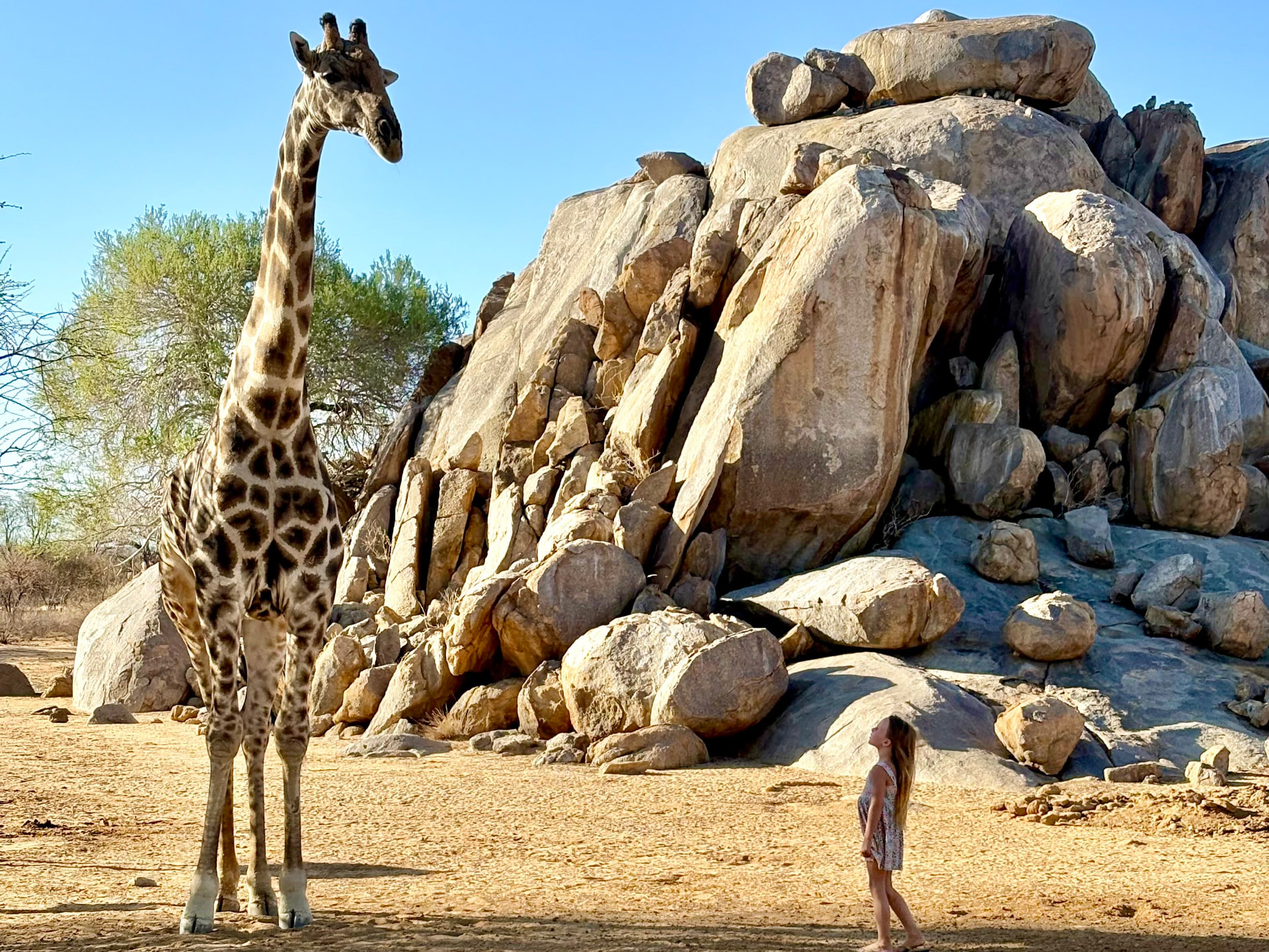 Unsere Tochter blickt zu einer Giraffe vor den Granitfelsen auf