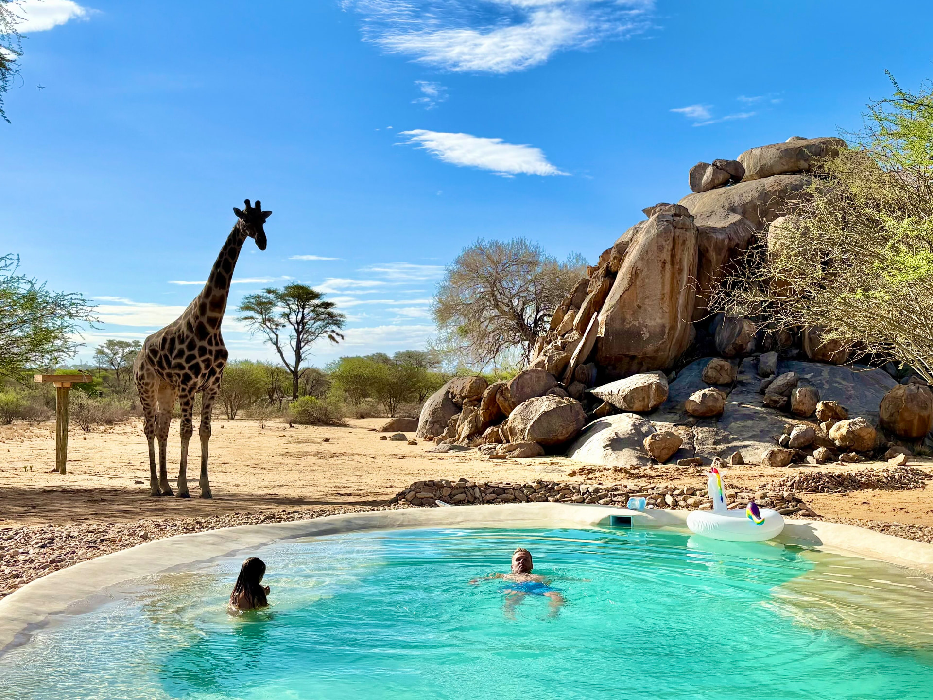 Giraffe am Wasserloch, während wir im Pool schwimmen